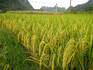 ��9��(y��u)52-ˮ���N��-���r�Ƽ�