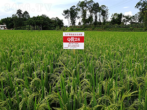 Q��(y��u)28���߮a���뵾��-ˮ���N��-���r�Ƽ�