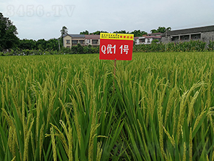 Q��(y��u)11̖�����A�����㵾��-ˮ���N��-���r�Ƽ�