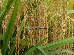 Q��(y��u)6̖-ˮ���N��-���r�Ƽ�