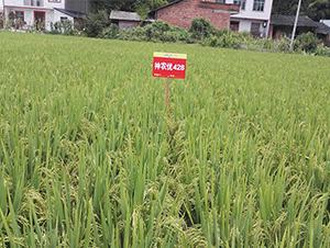 ���r��(y��u)428-ˮ���N��-���r�Ƽ�