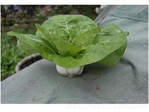 ����һ̖�๣�˷N��-�f��N�I(y��)