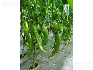 ѩ����-�����N��-�͝�(r��n)�r(n��ng)�I(y��)