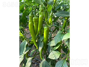 �����519-�����N��-�͝�(r��n)�r(n��ng)�I(y��)