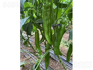 �����521-�����N��-�͝�(r��n)�r(n��ng)�I(y��)