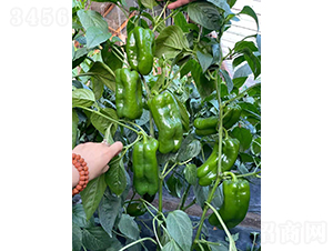 �ཷ5657-�����N��-�͝�(r��n)�r(n��ng)�I(y��)