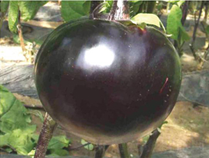 �͝��A��1̖-���ӷN��-�͝��r�I(y��)