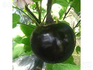 �͝��A��һ̖-���ӷN��-�͝��r�I(y��)