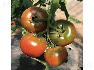 ��ݮ����-���ѷN��-�͝��r(n��ng)�I(y��)