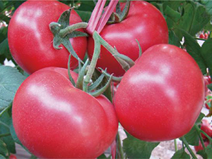 �hķ��̖(h��o)-���ѷN��-�͝��r(n��ng)�I(y��)