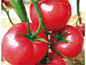 �hķ099-���ѷN��-�͝��r(n��ng)�I(y��)