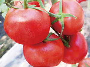 �hķ1313-���ѷN��-�͝��r(n��ng)�I(y��)