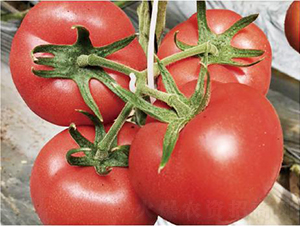 �hķ075-���ѷN��-�͝��r(n��ng)�I(y��)