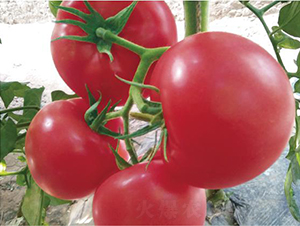 �hķ077-���ѷN��-�͝�(r��n)�r(n��ng)�I(y��)