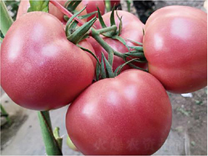 �hķ1755-���ѷN��-�͝��r(n��ng)�I(y��)