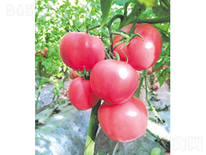 �hķ-77-���ѷN��-�͝��r(n��ng)�I(y��)