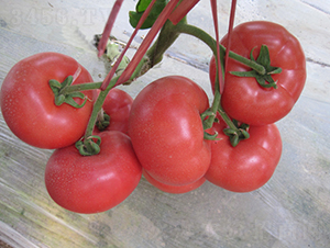 �hķ-87-���ѷN��-�͝�(r��n)�r(n��ng)�I(y��)