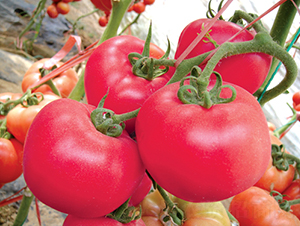 �hķ��̖(h��o)-���ѷN��-�͝��r(n��ng)�I(y��)