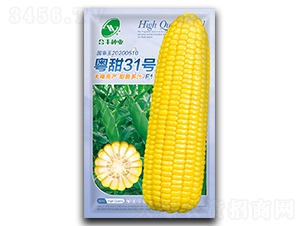 ����31̖-���׷N��-���S�N�I(y��)