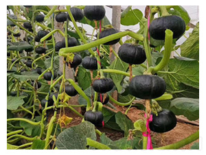 �ϹϷN��-ؐؐ�Ϲ�-���S�r�I(y��)