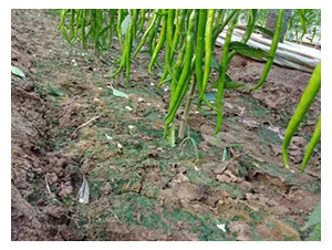 �����N��-�S��(xi��n)��-���S�r(n��ng)�I(y��)