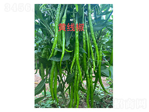 �S���������N��-���S�r(n��ng)�I(y��)