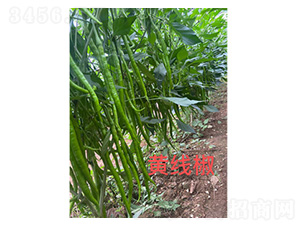 �S����-�����N��-���S�r(n��ng)�I(y��)