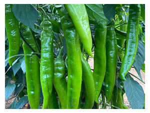 �����N��-���@2̖(h��o)-���S�r(n��ng)�I(y��)