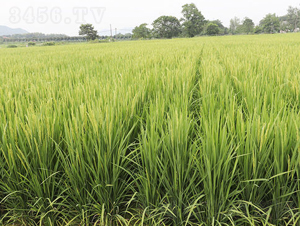 誃Ƀ�(y��u)����-ˮ���N��-�𽡷N�I(y��)