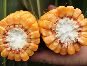 ����818-���׷N��-�Ǻ�����N�I(y��)