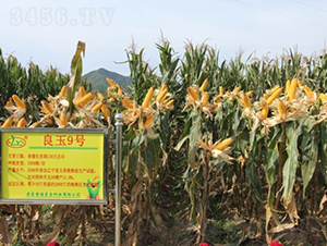 ����9-���׷N��-�Ǻ�����N�I(y��)