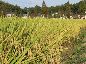 �ۃɃ�(y��u)261-ˮ���N��-�𽡷N�I(y��)