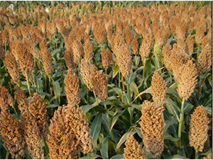 �x�s22̖(h��o)-�����N��-���S�N�I(y��)