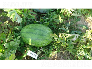 ���S3̖-���ϷN��-���S�N�I(y��)