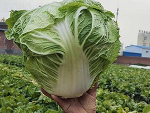 �ذ�2̖-�ײ˷N��-���S�N�I(y��)