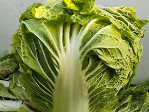 �ذ�6̖-�ײ˷N��-���S�N�I(y��)