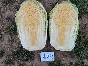 �ذ�5̖-�ײ˷N��-���S�N�I(y��)