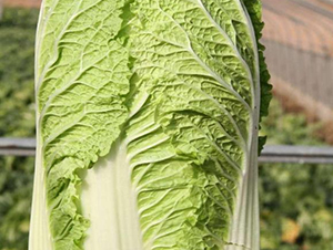 �ذ�һ̖-�ײ˷N��-���S�N�I(y��)