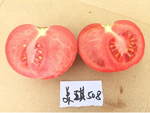 �߿�����508-���ѷN��-���S�N�I(y��)