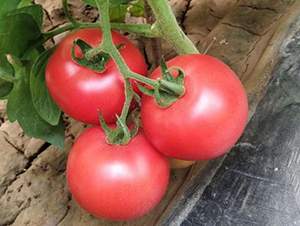 �߿�����12̖-���ѷN��-���S�N�I(y��)