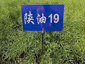 ���19-�Ͳ˷N��-���S�N�I(y��)